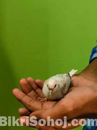 Baby diamond dove